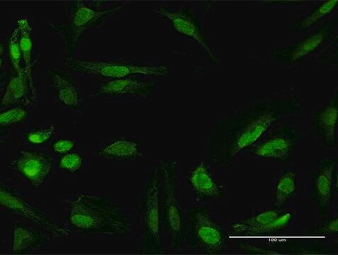 Anti-RANBP6 antibody produced in mouse purified immunoglobulin, buffered aqueous solution