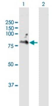 Anti-CD6 antibody produced in mouse purified immunoglobulin, buffered aqueous solution