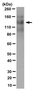 Anti-Thrombospondin-1-Antikörper, Klon&nbsp;133 clone 133, from mouse