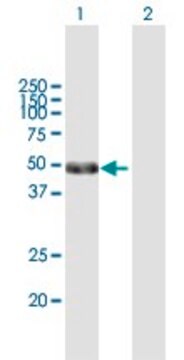 Anti-POU2F2 antibody produced in mouse purified immunoglobulin, buffered aqueous solution