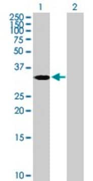 Anti-ASB4 antibody produced in mouse purified immunoglobulin, buffered aqueous solution