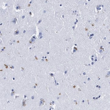 Anti-LRRC8E antibody produced in rabbit Prestige Antibodies&#174; Powered by Atlas Antibodies, affinity isolated antibody, buffered aqueous glycerol solution