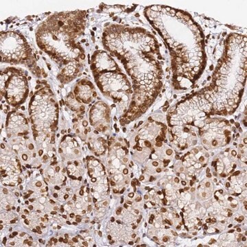 Anti-C6orf141 antibody produced in rabbit Prestige Antibodies&#174; Powered by Atlas Antibodies, affinity isolated antibody, buffered aqueous glycerol solution