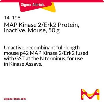 MAP Kinase 2/Erk2 Protein, inactive, Mouse, 50 g Unactive, recombinant full-length mouse p42 MAP Kinase 2/Erk2 fused with GST at the N terminus, for use in Kinase Assays.