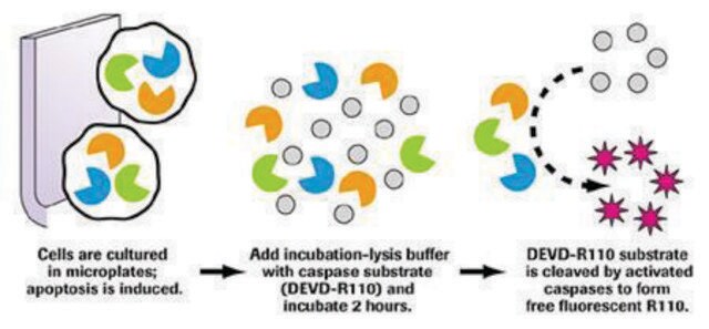 Homogeneous Caspases Assay, fluorimetric