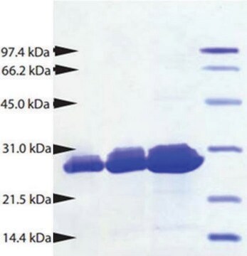 Proteinase 3 from human neutrophils &#8805;95% (SDS-PAGE)