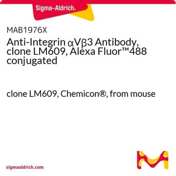 Anticuerpo anti-integrina &#945;V&#946;3, clon LM609, conjugado con Alexa Fluor&#8482;488 clone LM609, Chemicon&#174;, from mouse