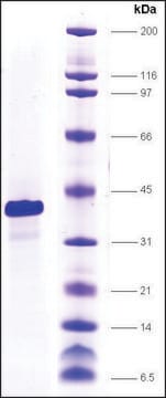 Topo I (N1-197) (NTD) human recombinant, expressed in insect cells, &#8805;85% (SDS-PAGE)