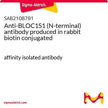 Anti-BLOC1S1 (N-terminal) antibody produced in rabbit biotin conjugated affinity isolated antibody