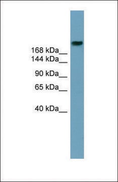 Anti-ABCA12 antibody produced in rabbit affinity isolated antibody