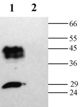 Anti-Aquaporin 2 Antibody Chemicon&#174;, from rabbit