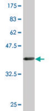 Monoclonal Anti-FANCB, (C-terminal) antibody produced in mouse clone 2B10, purified immunoglobulin, buffered aqueous solution