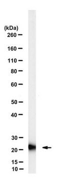 Anti-RKIP Antibody, clone 7F12 clone 7F12, from mouse