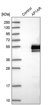 Anti-AP1AR antibody produced in rabbit Prestige Antibodies&#174; Powered by Atlas Antibodies, affinity isolated antibody, buffered aqueous glycerol solution