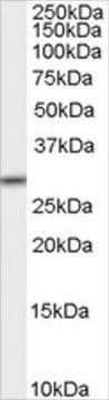 Anti-MPG antibody produced in goat affinity isolated antibody, buffered aqueous solution