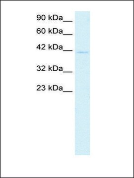 Anti-CEBPA antibody produced in rabbit affinity isolated antibody