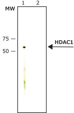 Anti-Histone Deacetylase 1 (HDAC1) antibody, Mouse monoclonal clone HDAC1-21, purified from hybridoma cell culture