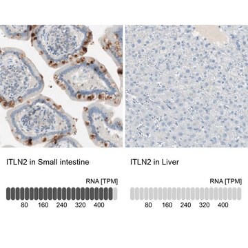 Anti-ITLN2 antibody produced in rabbit Prestige Antibodies&#174; Powered by Atlas Antibodies, affinity isolated antibody, buffered aqueous glycerol solution