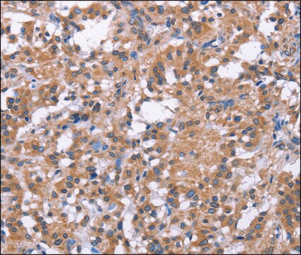 Anti-SLC52A1 antibody produced in rabbit affinity isolated antibody