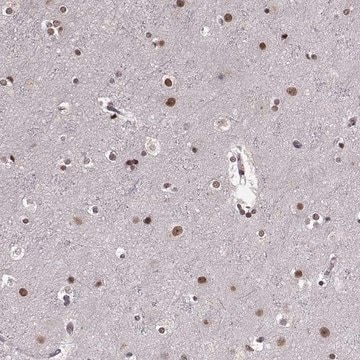 Anti-RRAGD antibody produced in rabbit Prestige Antibodies&#174; Powered by Atlas Antibodies, affinity isolated antibody