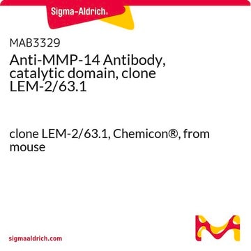 Anti-MMP-14 Antibody, catalytic domain, clone LEM-2/63.1 clone LEM-2/63.1, Chemicon&#174;, from mouse