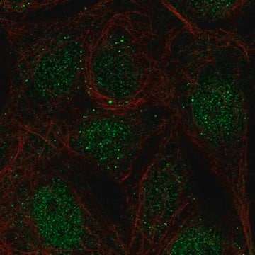 Anti-CCDC63 antibody produced in rabbit Prestige Antibodies&#174; Powered by Atlas Antibodies, affinity isolated antibody