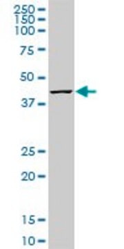 ANTI-MKNK1 antibody produced in mouse clone 4G6, purified immunoglobulin, buffered aqueous solution