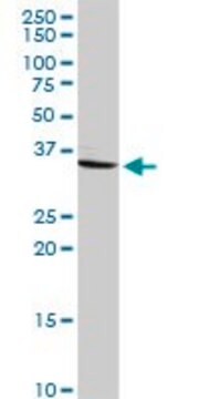 Anti-CRHBP antibody produced in rabbit purified immunoglobulin, buffered aqueous solution