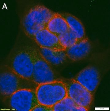 Anti-Raptor Antibody, clone 3F15 ZooMAb&#174; Rabbit Monoclonal recombinant, expressed in HEK 293 cells