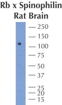 Anti-Spinophilin Antibody Chemicon&#174;, from rabbit