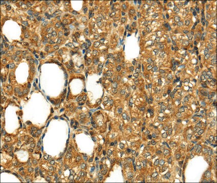 Anti-RLN1 affinity isolated antibody