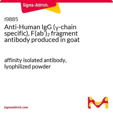 抗ヒトIgG(&#947;鎖特異的)F(ab&#8242;)2 フラグメント抗体 ヤギ宿主抗体 affinity isolated antibody, lyophilized powder