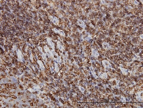 Monoclonal Anti-HCLS1 antibody produced in mouse clone 1A8, purified immunoglobulin, buffered aqueous solution