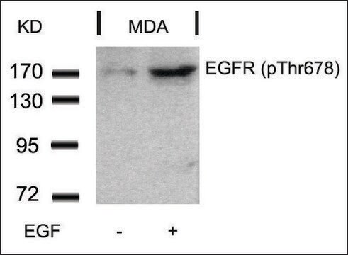 Anti-phospho-EGFR (pThr678) antibody produced in rabbit affinity isolated antibody