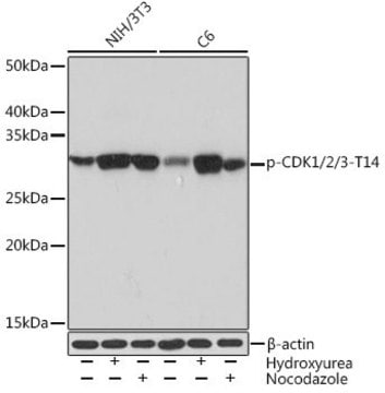 Anti-Phospho-CDK1/2/3-T14 antibody produced in rabbit