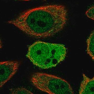 Anti-ZWINT antibody produced in rabbit Prestige Antibodies&#174; Powered by Atlas Antibodies, affinity isolated antibody, buffered aqueous glycerol solution, ab1