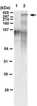 Anticorps anti-polyQ spécifique, clone MW1 clone MW1, from mouse