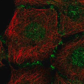 Anti-PLEKHA7 antibody produced in rabbit Prestige Antibodies&#174; Powered by Atlas Antibodies, affinity isolated antibody