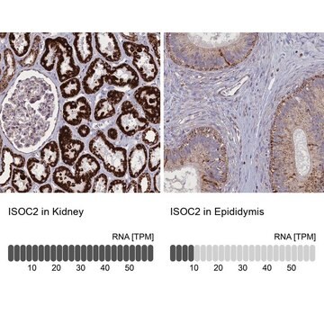 Anti-ISOC2 antibody produced in rabbit Prestige Antibodies&#174; Powered by Atlas Antibodies, affinity isolated antibody, buffered aqueous glycerol solution