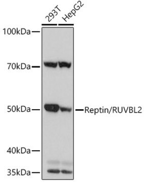 Anti-Reptin/RUVBL2 Antibody, clone 3U4L10, Rabbit Monoclonal