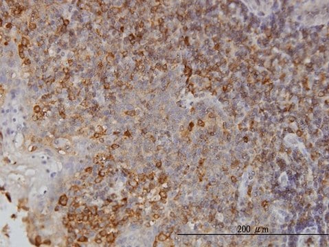 Monoclonal Anti-NMI antibody produced in mouse clone 9D8, purified immunoglobulin, buffered aqueous solution