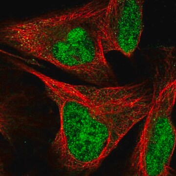 Anti-SIX4 antibody produced in rabbit affinity isolated antibody, buffered aqueous glycerol solution