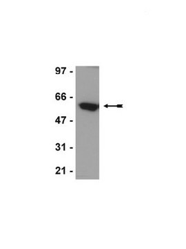 Anti-p54nrb/NonO-Antikörper, Klon 78-1-C6 clone 78-1-C6, Upstate&#174;, from mouse