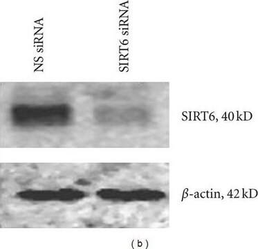 Anti-Sirt6 (C-terminal) in Kaninchen hergestellte Antikörper ~1&#160;mg/mL, affinity isolated antibody, buffered aqueous solution