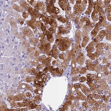 Anti-NINJ1 antibody produced in rabbit Prestige Antibodies&#174; Powered by Atlas Antibodies, affinity isolated antibody, buffered aqueous glycerol solution