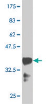 Monoclonal Anti-HOXB9 antibody produced in mouse clone 3C8, purified immunoglobulin, buffered aqueous solution