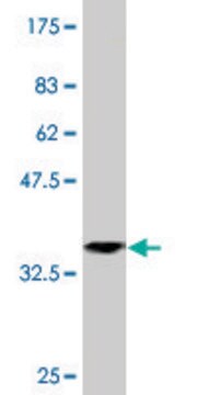 Monoclonal Anti-TRIM52 antibody produced in mouse clone 6D5, purified immunoglobulin, buffered aqueous solution