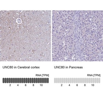 Anti-UNC80 antibody produced in rabbit Prestige Antibodies&#174; Powered by Atlas Antibodies, affinity isolated antibody, buffered aqueous glycerol solution