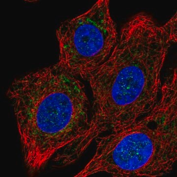 Anti-COX15 antibody produced in rabbit Prestige Antibodies&#174; Powered by Atlas Antibodies, affinity isolated antibody