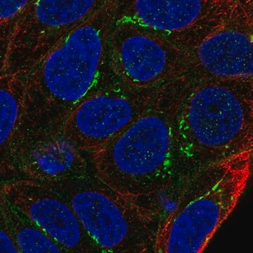 Anti-ARL15 antibody produced in rabbit Prestige Antibodies&#174; Powered by Atlas Antibodies, affinity isolated antibody